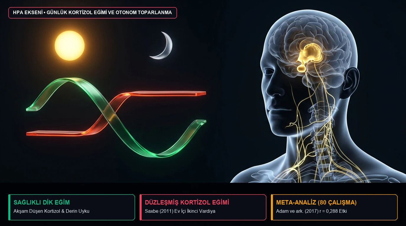 Sağlıklı biçimde akşam düşen stres hormonu eğrisi ile akşam ev içi yük nedeniyle yüksek kalan eğrinin karşılaştırması
